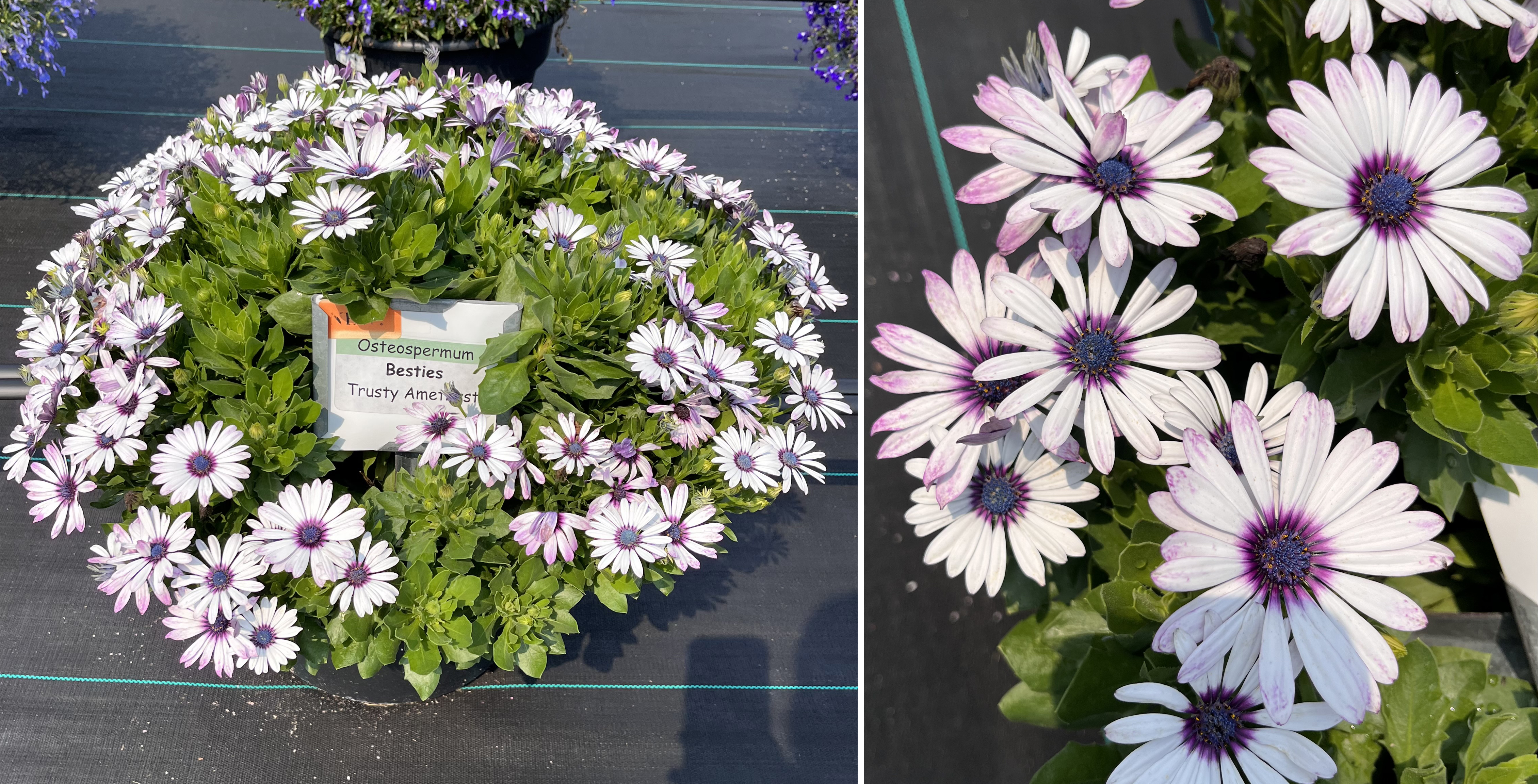 Container of Osteospermum ‘Besties Trusty Amethyst’ with light lavender daisylike blooms with purple centers.
